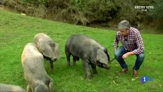'Aquí la Tierra' de TVE conoce al Gochu Asturcelta
