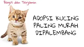 Ini dia Tempat MENGADOPSI/BELI KUCING DI Palembang (PALING MURAH)