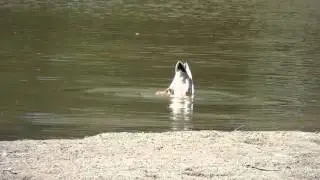 Upside Down Mallard (Feeding)