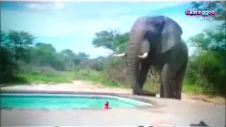 🐘😆 Swimming Pool + Elephant = Instant Comedy!
