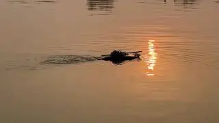 Type 63 RC Amphibious Tank - Floating Demo #automobile #rcmodel #scalemodel #military 