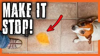 Dog Pees When I Come Home! How Do I Stop It?
