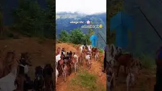 animals lover#jharna giree #keepsupporting #subscribe my channel 🤕❤️#love #viralshort #fypシ
