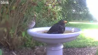 Blackbird have a dip with onlooker getting a bit wet. #blackbird #birdsbathing #birdlovers