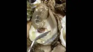 A Worm in our Oyster!