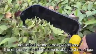 🍃 Мини сборщик чая 21В! #сборщичайа #чай Mini Tea Leaf Harvester 21V! #teaharvester #portable