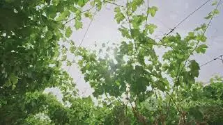Grow Grapes in Pots: Easy Guide
