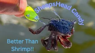 Ловля морского леща на мангровых крабов! Лучше, чем креветки!