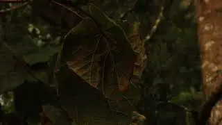 The Daily Loop.mp4