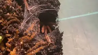 Dwarf pink leg tarantula close up feeding