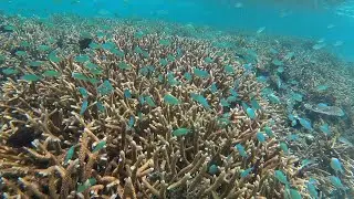 Snorkeling in paradise of Bougainville, Papua New Guinea