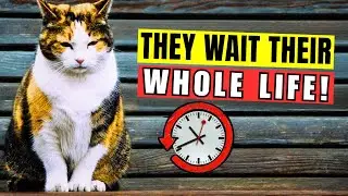 Your Cats Wait Their WHOLE LIFE for You to DO THIS! 😿 The Secret Every Cat Parent Must Know ❤️