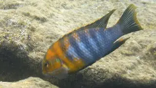 Mbuna-Gemeinschaft an den Mitande Rocks im Lake Malawi Nationalpark