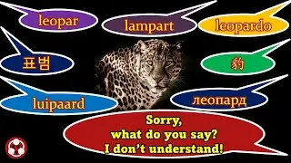 Animals How to pronounce leopard, 豹, ヒョウ, 표범, luipaard, l&eacute;opard, leopardo, lampart, leopar, леопард