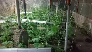 VIDEO0003 1