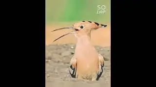 BUCEROTIFORMES GUYS