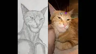 Chad Face Meme  Dogs vs Cats