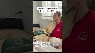Part 3/3 service dogs react to kisses - dogs from @dogguidescanada programs. #servicedog #dogs