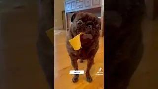 Самые милые мопсы #собака #смешно #милый