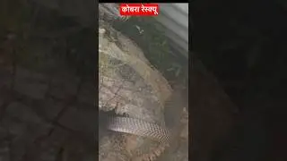 India spectacle cobra rescue #mpforestdepartment #snake #wildliferescue