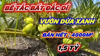 BẾ TẮC QUÁ MỚI BÁN VƯỜN DỪA SIM XANH CHUẨN BỊ ĐƯỢC THU