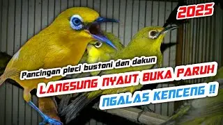 Semua Jenis Pleci pasti Ikut Bunyi Ngalas Nembak