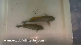 &ldquo;AWESOME&rdquo; Bariene Tangs!
