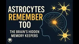 Your Brain&rsquo;s Secret Memory Keepers: The Surprising Role of Astrocytes