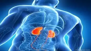 Reiki for Kidneys and Bladder healing care from EBGK.
