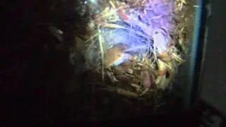 Pygmy mouse mother with pinkies