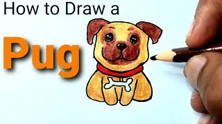 How to Draw a Pug Easy - step by step