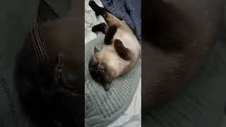 Cinder, my kitty model 1 (full)