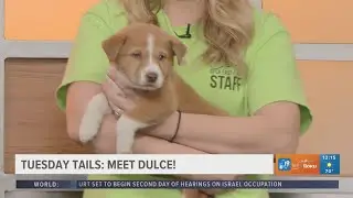 TUESDAY TAILS: Meet Dulce from the SPCA of East Texas