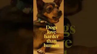 Dogs Love Harder Than Humans #shorts