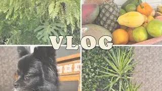 Comida saud&aacute;vel | Jardim Vertical | Banho no Panda | Como plantar