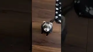 Best Funny Animal Videos 2023 - Funniest Ferret Videos