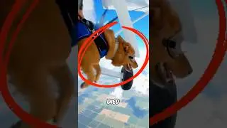 It&rsquo;s a miracle he survived thank heavens! 🐶🙏❤️ #cute #cutedog #dogshorts