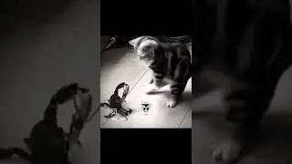 The cat&rsquo;s reflexes say &lsquo;not today!&rsquo; 🐊🐾 #SpeedVsSkill