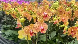ĐẸPMÊ RẺ NHƯ CHO Ạ TỐI 27/1.HỒ ĐIỆP,THANH LIỄU,SATO, ĐENRO,SONG HỶ,KÈN,VŨ NỮ(0849490188/0396164604