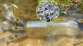 Prawn trap! Man make freshwater prawns trap in the lake #reey_fishing #prawns #fishing #shrimp