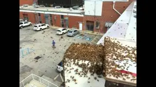 Bees Swarm a Hospital