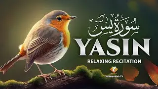 Surah Yasin (سورة يس) | Soothing & Spiritual Recitation for Inner Peace