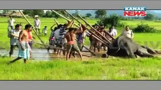 Elephant Stuck In Mud In Angul
