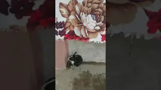 my dear rabbit soooo cute