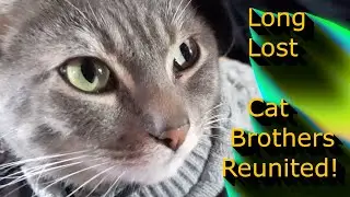 Long Lost Cat Brothers Reunited!