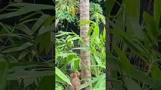 Monkey's Secret Papaya Heist Caught on Camera! #monkeydluffy #monkeychallenge #monkey #monkeysr