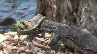 Real Snake Attacked and Wrap Monkey Pass Away and Crying Loudly in Forest
