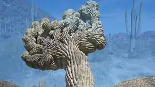Saguaro&rsquo;s