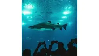 Educational Animal Facts - Short Video