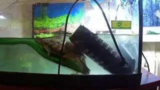 черепаха чешет спинку как котенок